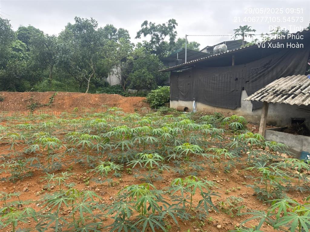 Ngân hàng thanh lý 1.080m2 đất tại td354 tbd31, xã đồng tĩnh, huyện tam dương, tỉnh vĩnh phúc