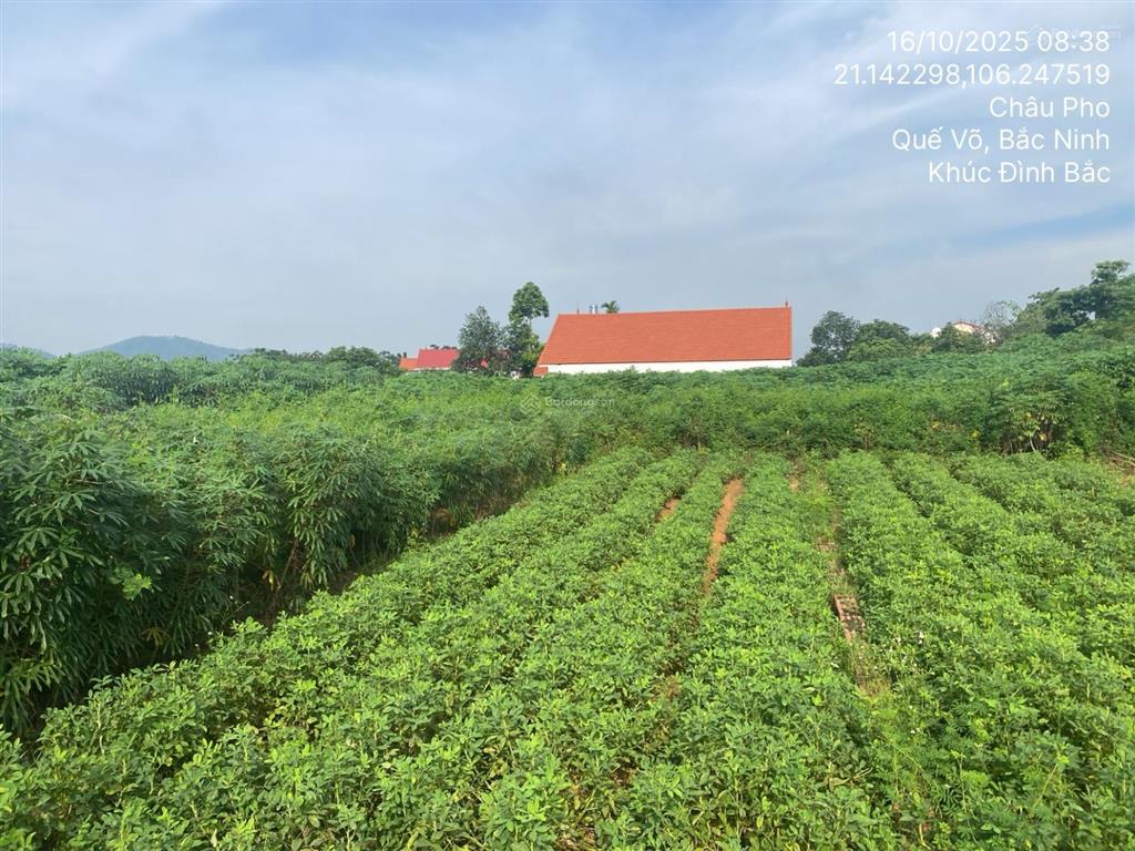 Bán đất thửa số 213, châu phong, quế võ, bắc ninh, 94.5m2, uy tín, giá tốt  03886449