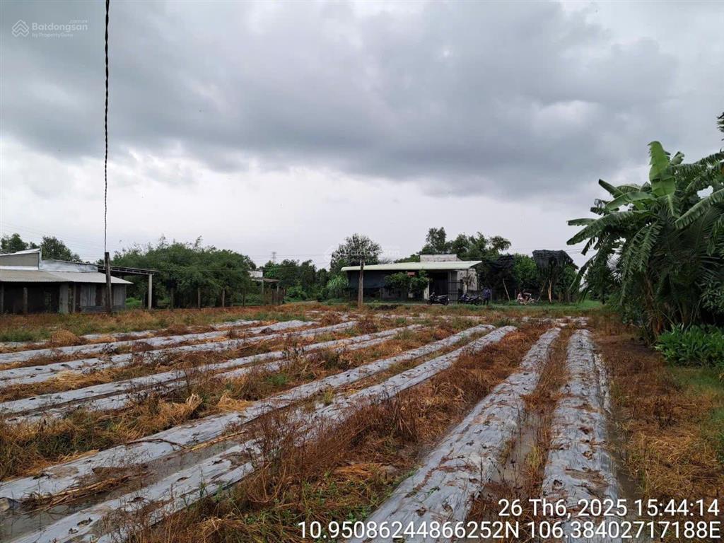 Ngân hàng bán trực tiếp 1.185m2 đất tại td656  660, tân mỹ, huyện đức hòa, tỉnh long an  03113226