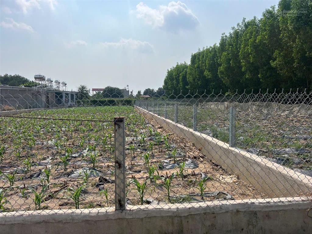 1sẹc đường hòa bình, đường 2 ô tô tránh nhau, dt 420m đã có sổ hồng, đất cao ráo, ranh mốc rõ ràng