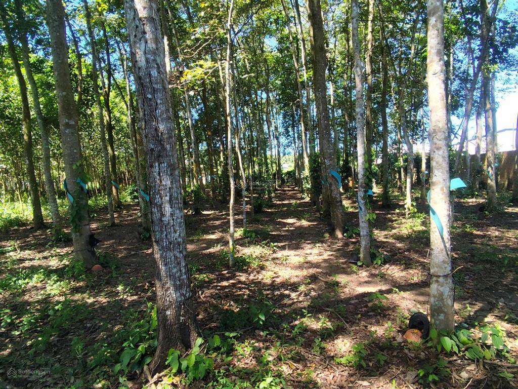 Hot hòn họt...nhà cần tiền bán nhanh gấp lô đất thổ cư 1.380m2, 23mx60m, giá chỉ 2 tỷ 3.