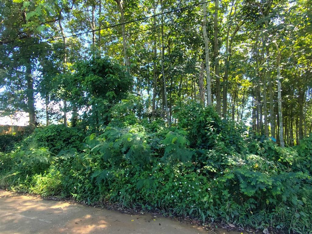 Hot hòn họt...nhà cần tiền bán nhanh gấp lô đất thổ cư 1.380m2, 23mx60m, giá chỉ 2 tỷ 3.