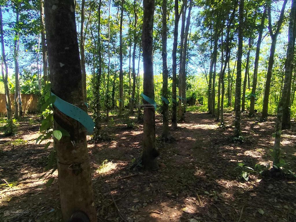 Hot hòn họt...nhà cần tiền bán nhanh gấp lô đất thổ cư 1.380m2, 23mx60m, giá chỉ 2 tỷ 3.