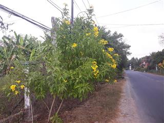 Bán đất mặt tiền nguyễn thị rành, an nhơn tây, 587,6 mét vuông có 300m2 thổ cư