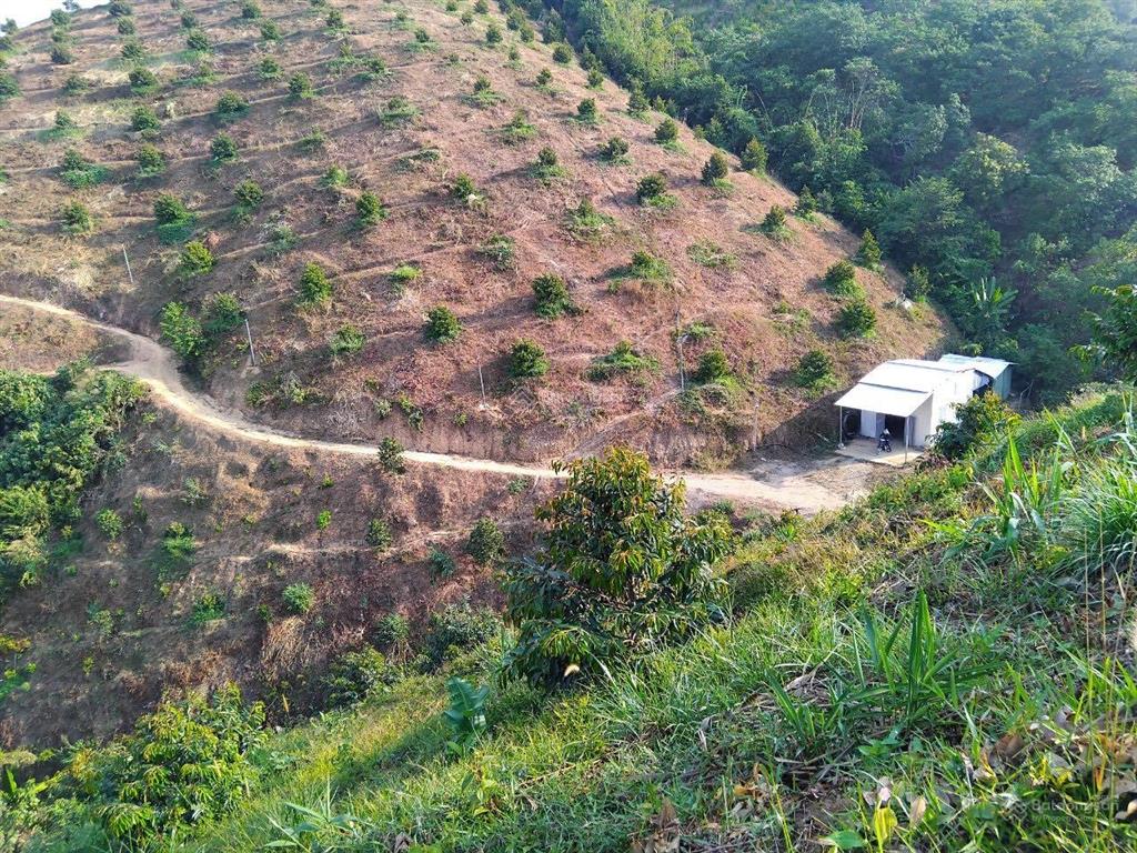 Bán vườn sầu riêng thái đang tuổi thu hoạch