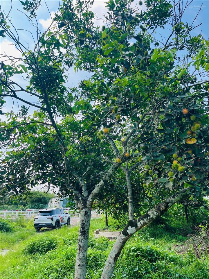 Bán 1200m2, có 22m mt giáp sông suối  đất full hồng  cách mekong resort long thành, ql 51 = 800m