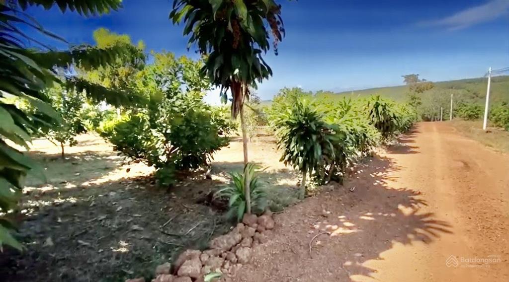 Bán đất 1 hecta có 500m2 thổ cư ccn bù nho 75 hecta  phú riềng đồng nai  cách đt 741 khoảng 200m