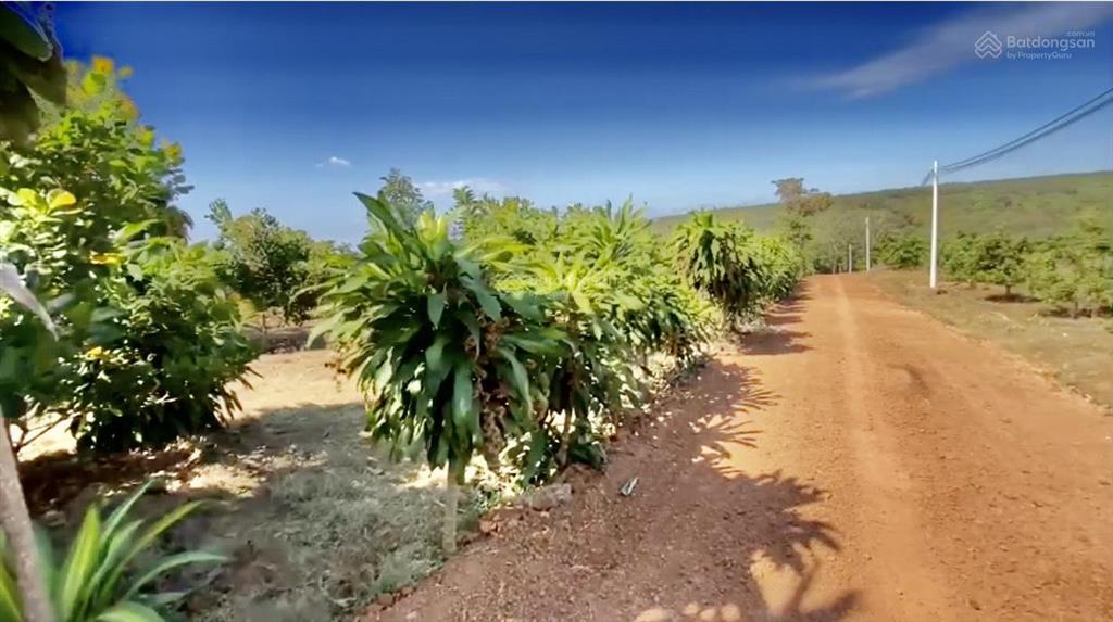 Bán đất 1 hecta có 500m2 thổ cư ccn bù nho 75 hecta  phú riềng đồng nai  cách đt 741 khoảng 200m