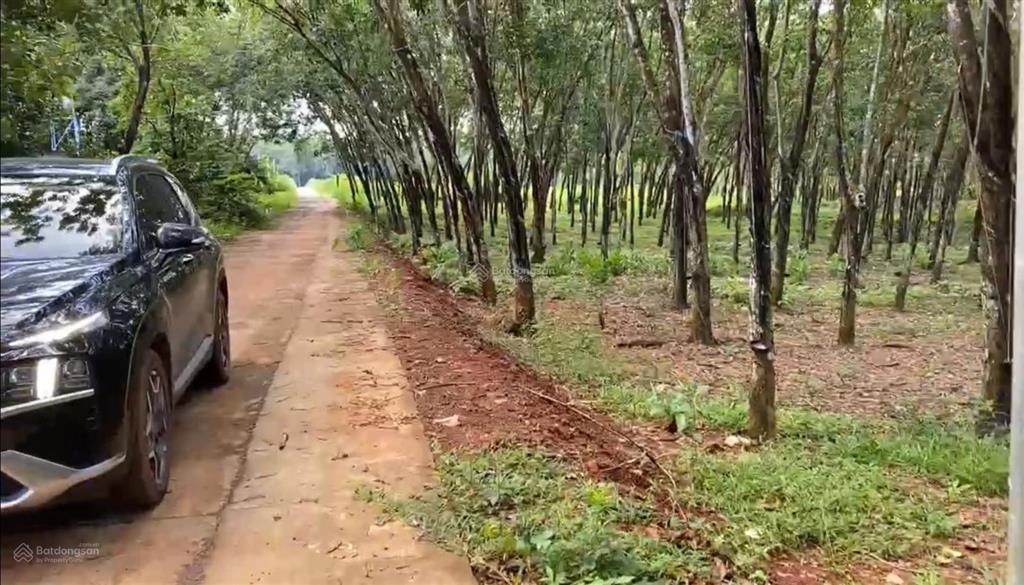 Bán 10.000m2 đất có 400m2 thổ cư 4 mặt tiền  cụm công nghiệp bù nho 75 hecta phú riềng  đồng nai