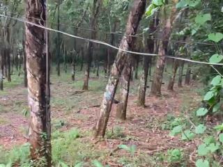 Bán 10.000m2 đất có 400m2 thổ cư 4 mặt tiền  cụm công nghiệp bù nho 75 hecta phú riềng  đồng nai