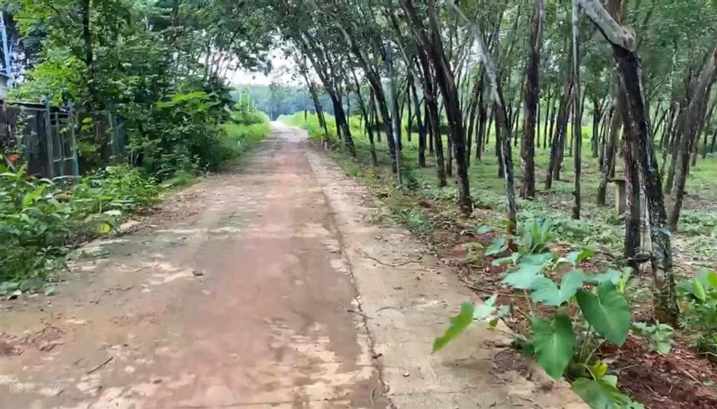 Bán 10.000m2 đất có 400m2 thổ cư 4 mặt tiền  cụm công nghiệp bù nho 75 hecta phú riềng  đồng nai
