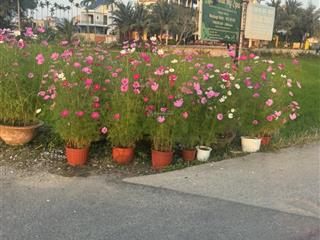 Đường lê thánh tông đẹp nhất làng an mỹ , cẩm châu