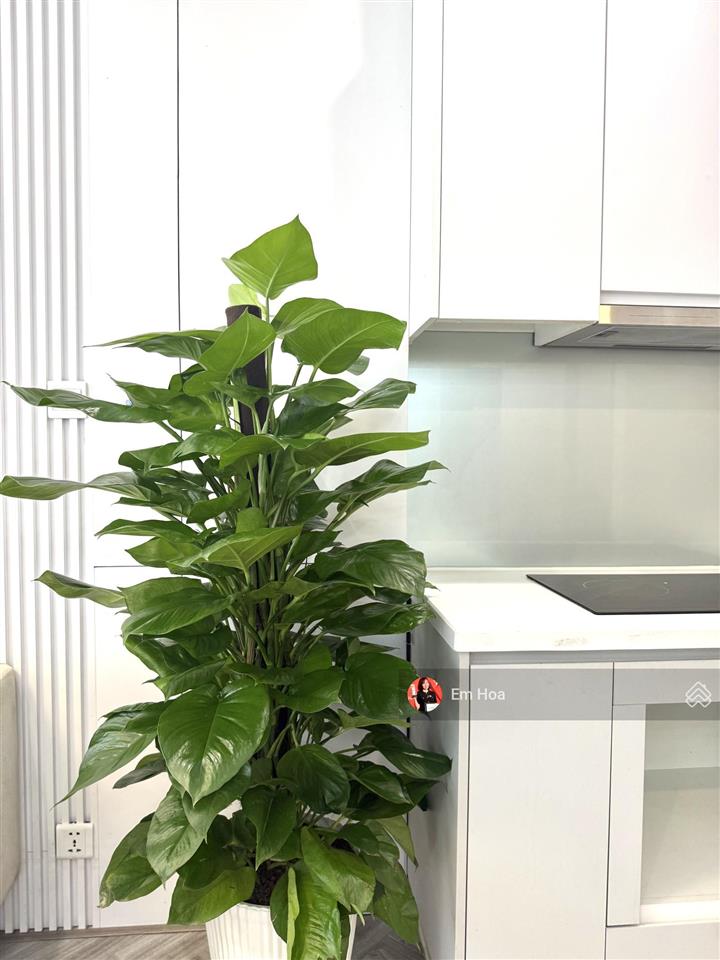 Chính chủ gửi bán 2pn + 2wc góc tòa s2.10 view siêu thoáng tại vinhomes ocean park