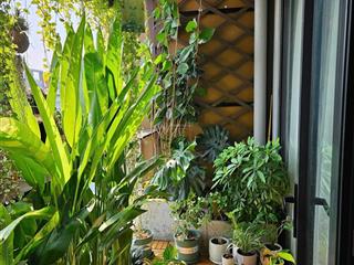 Bán căn hộ 72m2 cc mizuki park hướng mát view kênh