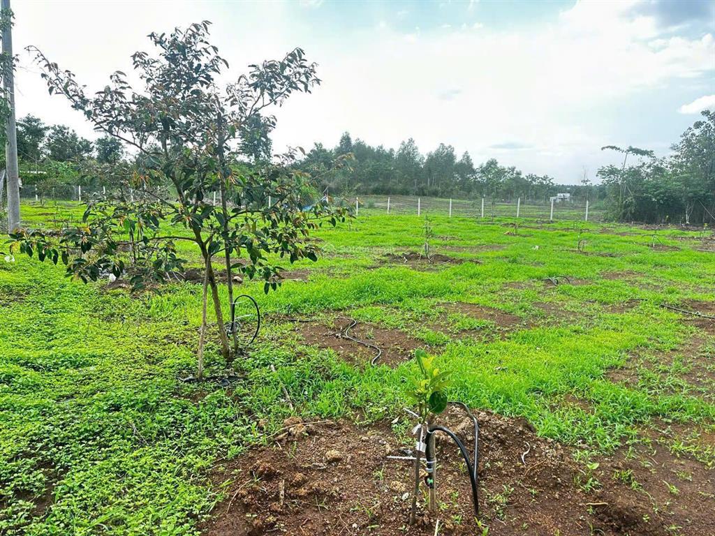 Bán gấp đất vườn 1.563,9m2 xuân định gần sân bay long thành, giá chỉ 1,5tỷ sổ hồng