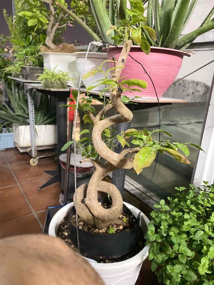 cần 1 nữ ở ghép, ưu tiên SV.