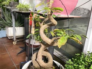 cần 1 nữ ở ghép, ưu tiên SV.