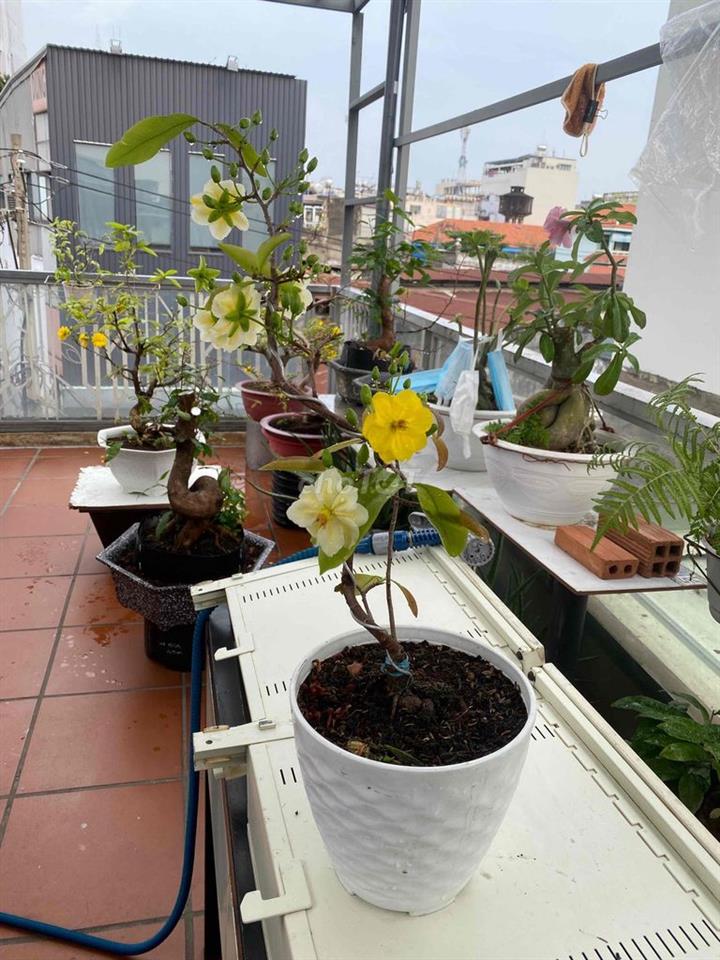 cần 1 nữ ở ghép, ưu tiên SV.