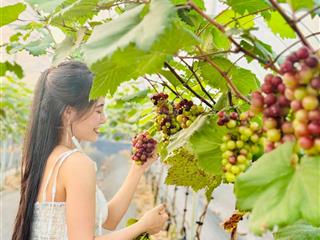 Bán vườn nho 7000m đang thu hoạch 7 tấn/ năm cạnh lynntimes thanh thuỷ giá chỉ 10 tỷ sẵn sổ hồng