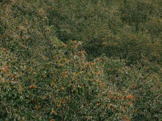 Chính chủ bán 200m2 đất tại xã trạm hành  tp đà lạt, giá 320 triệu