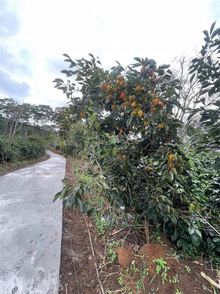 Chính chủ bán 03 lô vườn hồng cổ 1000m2/lô tại cầu đất  phường xuân trường  đà lạt