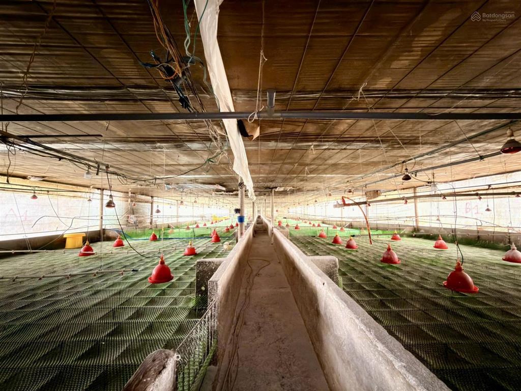 Trang trại chăn nuôi 8.000m2 đã được cấp phép với nhà ở + 3 dãy chuồng trại  phường tân an