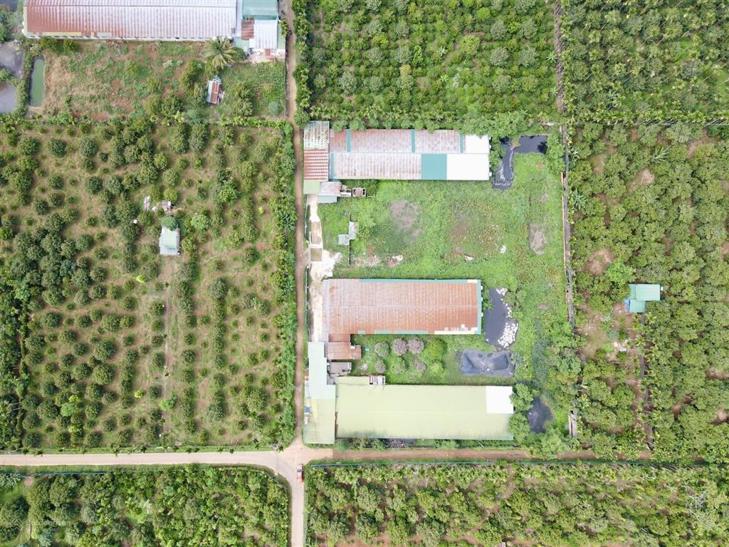 Trang trại chăn nuôi 8.000m2 đã được cấp phép với nhà ở + 3 dãy chuồng trại  phường tân an