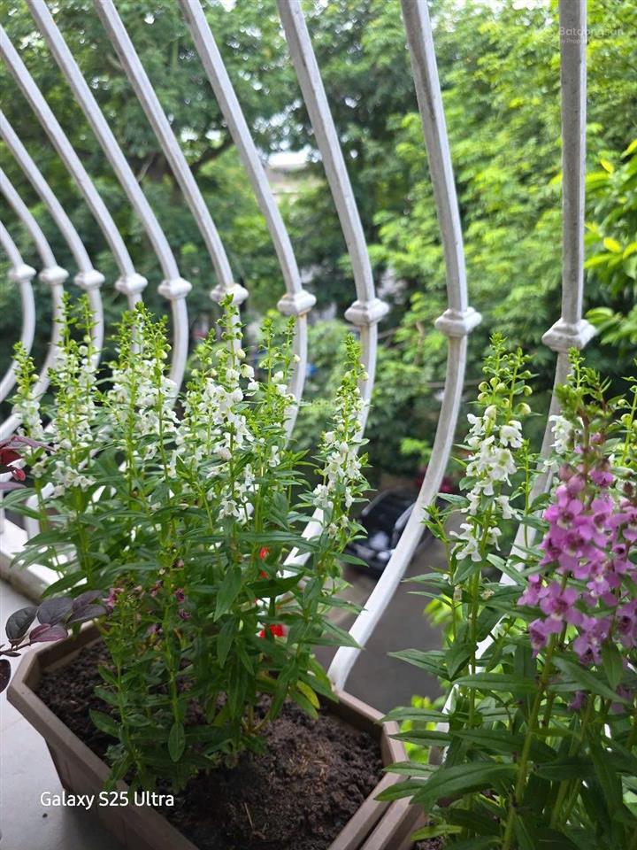 Chính chủ gửi bán căn phố trúc ecopark