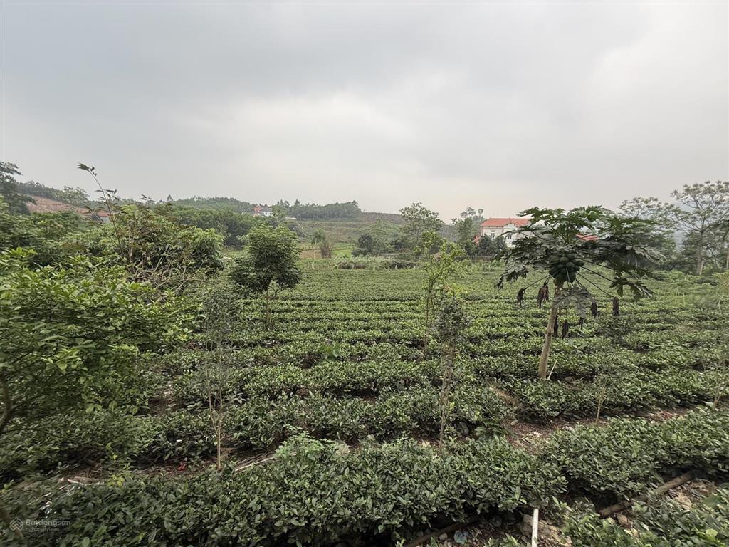 Bán gấp 2100m2, 800m2 tc, giáp sân gôn hồ suối lạnh, xã thành công, phổ yên, thái nguyên