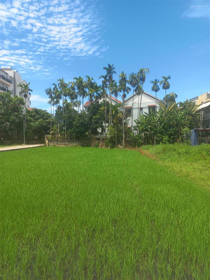 View lúa trực diện chỉ hơn 2 đồng, cơ hội hiếm gần phố cổ
