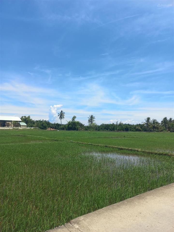Đất đẹp tống văn sương, hội an vị trí gần đồng lúa khiến khách mê mẩn