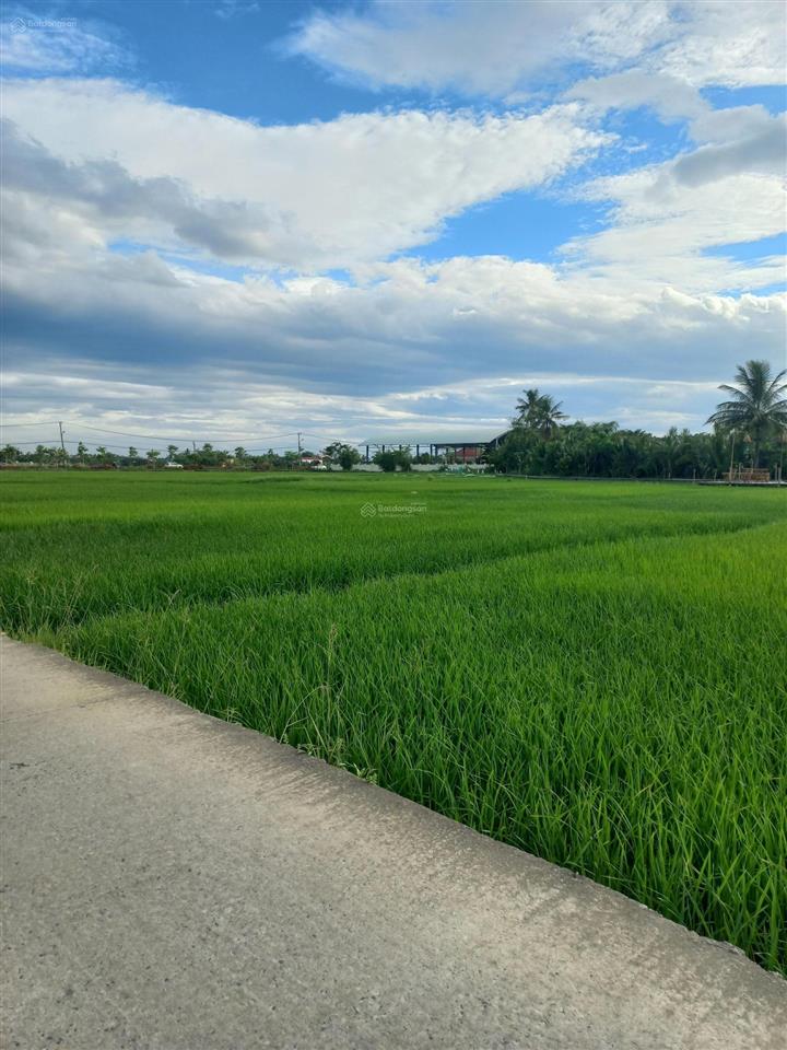 Gần chợ bà lê, đất đẹp khu homestay view lúa khách tây cực mê