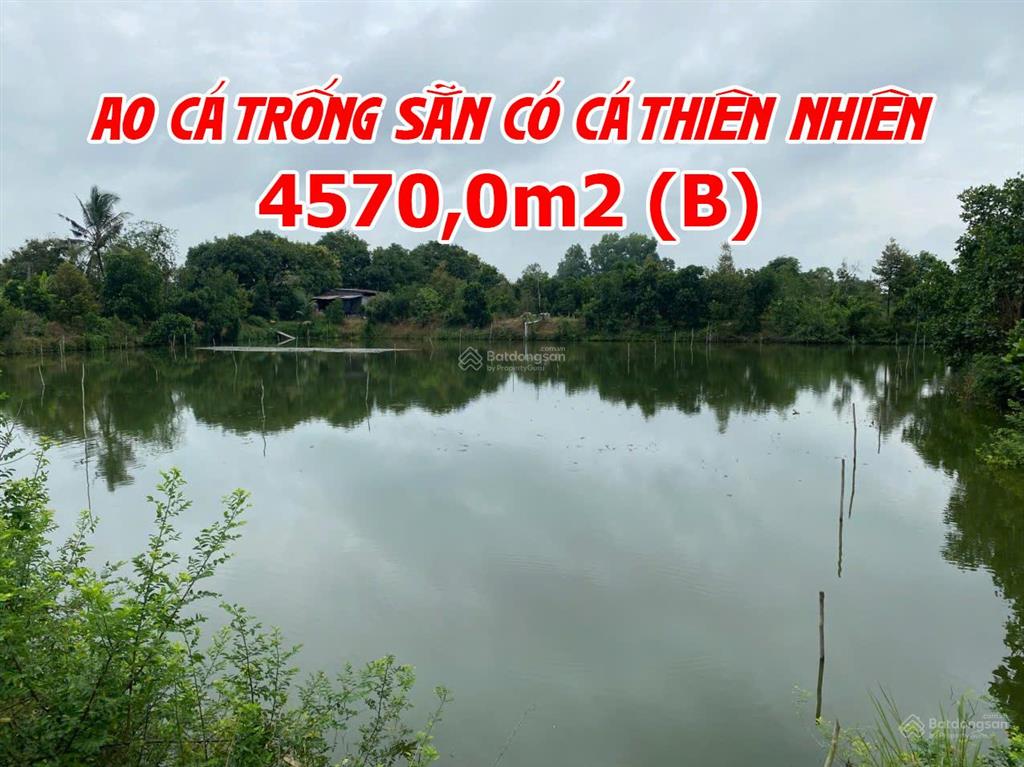 Bán đất ruộng lên ao sẵn có nền nhà và cây ăn trái, thích hợp nuôi cá
