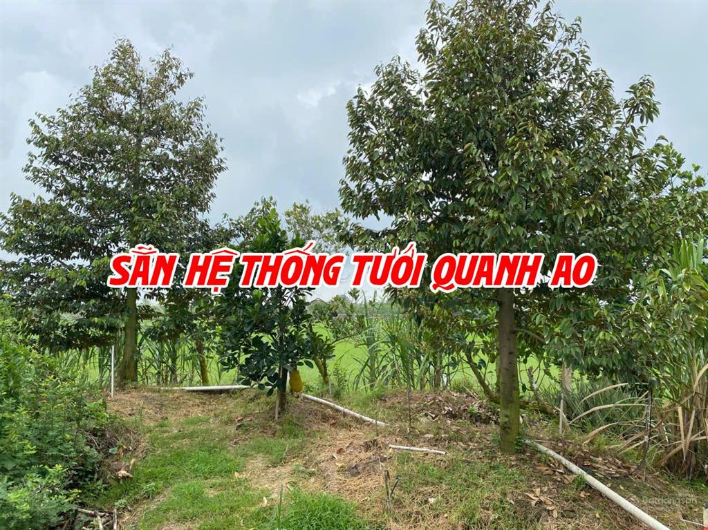 Bán đất ruộng lên ao sẵn có nền nhà và cây ăn trái, thích hợp nuôi cá
