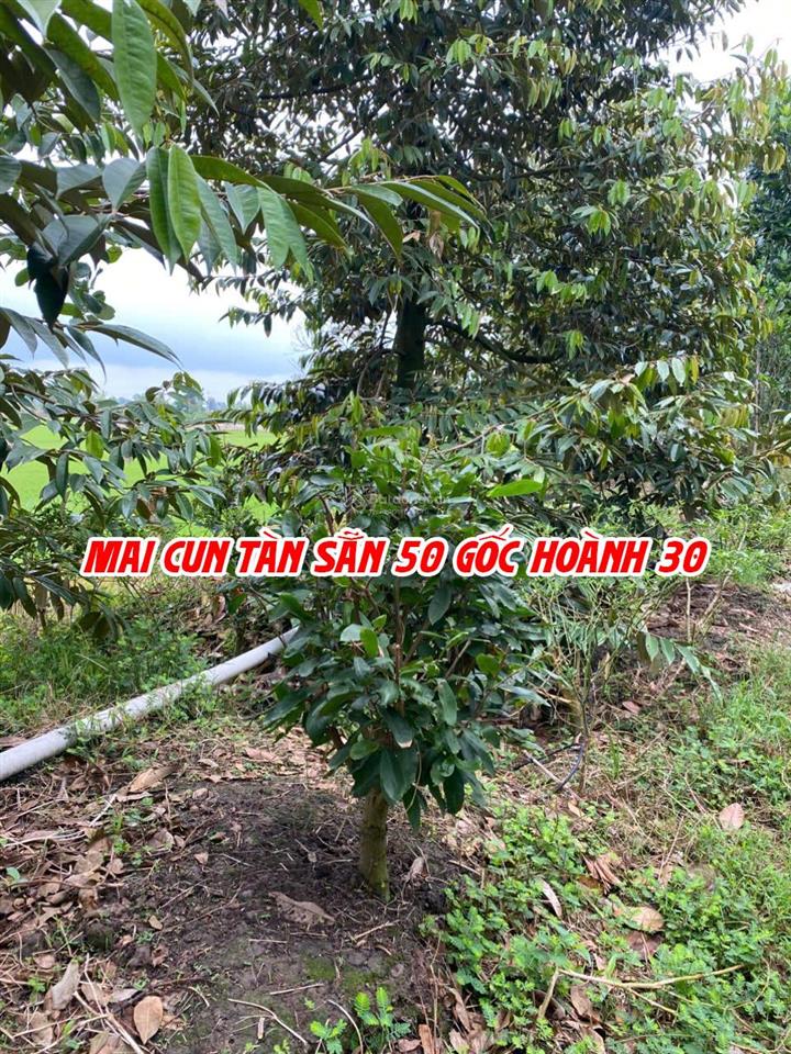 Bán đất ruộng lên ao sẵn có nền nhà và cây ăn trái, thích hợp nuôi cá