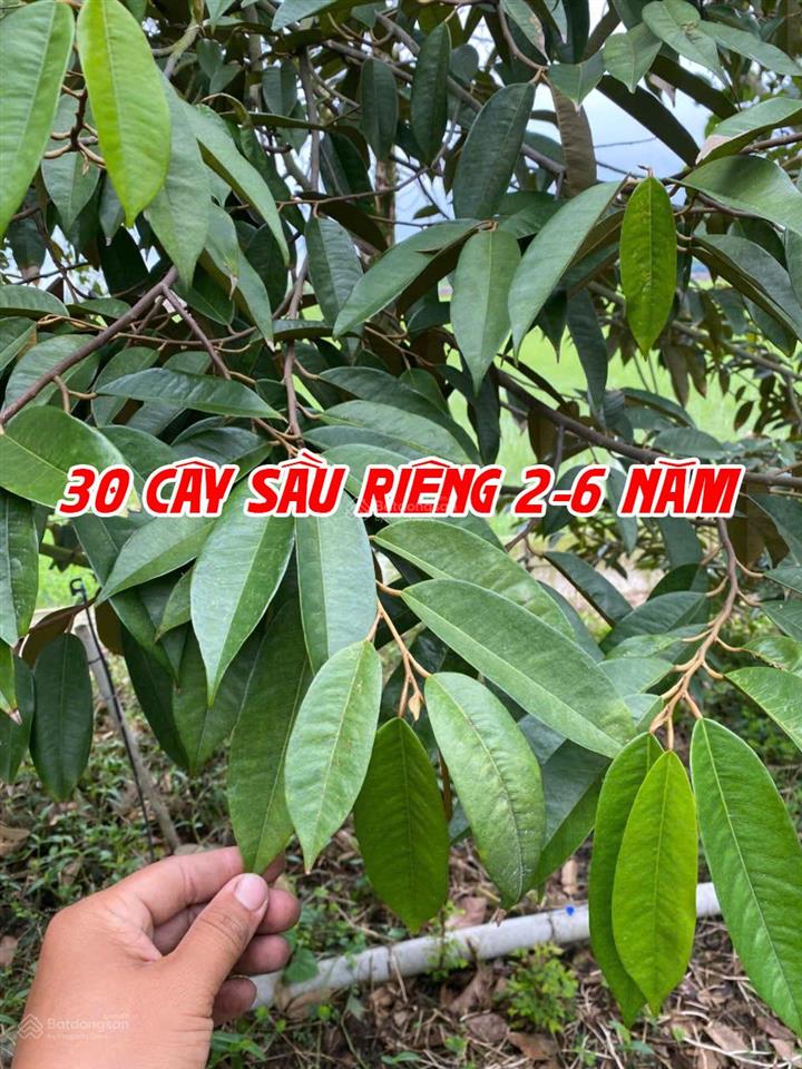 Bán đất ruộng lên ao sẵn có nền nhà và cây ăn trái, thích hợp nuôi cá