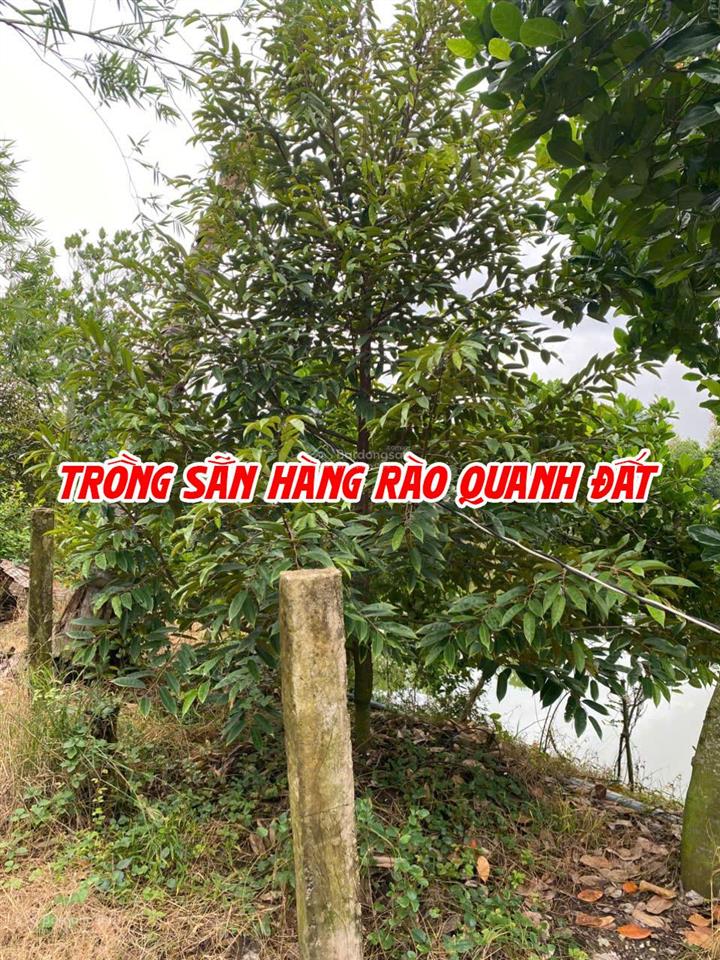 Bán đất ruộng lên ao sẵn có nền nhà và cây ăn trái, thích hợp nuôi cá