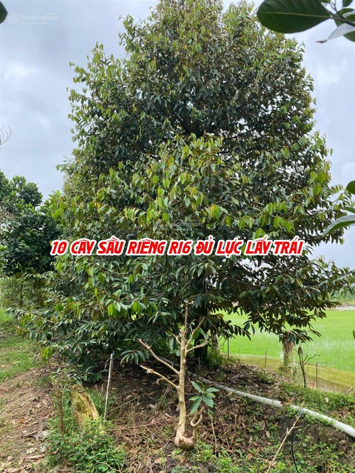 Bán đất ruộng lên ao sẵn có nền nhà và cây ăn trái, thích hợp nuôi cá