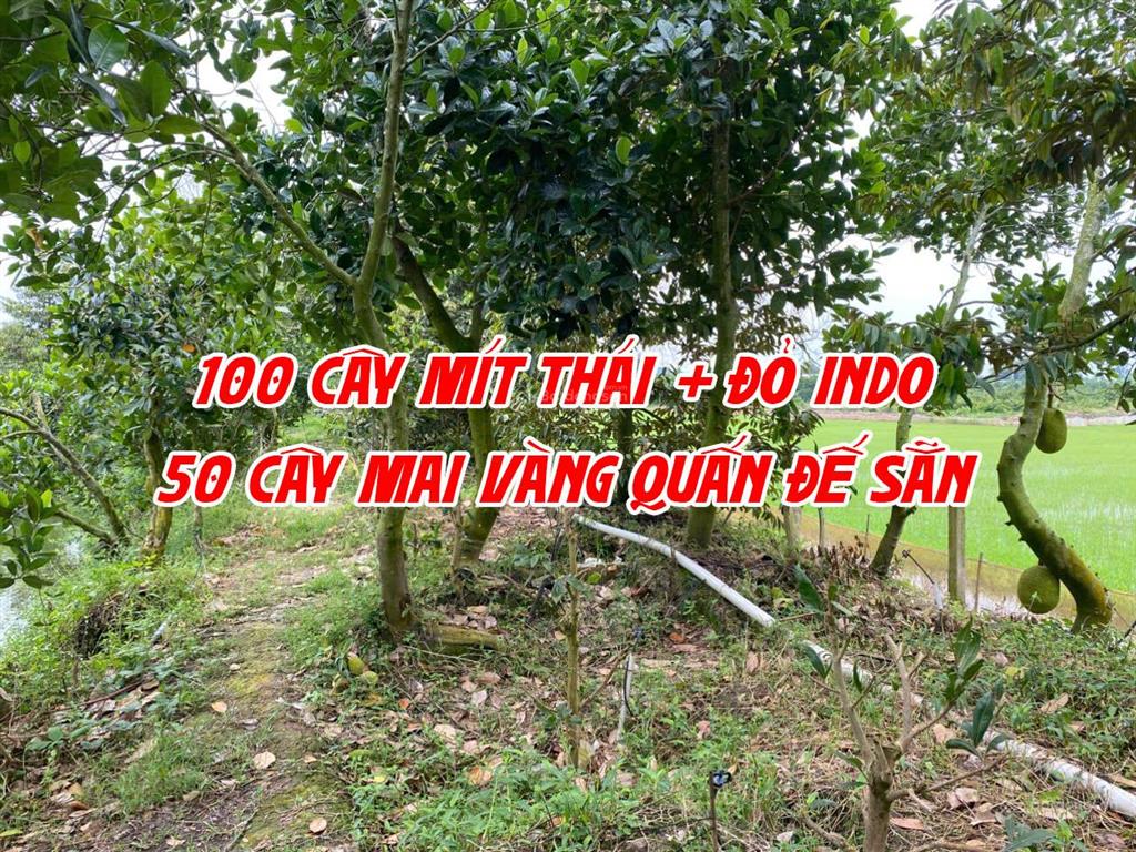 Bán đất ruộng lên ao sẵn có nền nhà và cây ăn trái, thích hợp nuôi cá