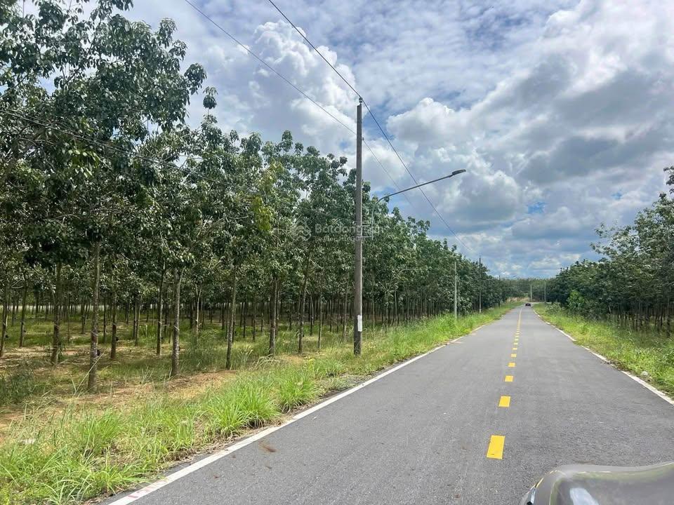 Bán đất tại đường định an 81, xã định an, 12,5 tỷ, 2198,5 m2, giá siêu hời, chính chủ
