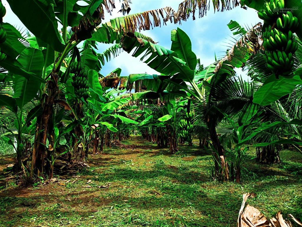 Bán 2000m2 đất thổ cư mặt tiền đường nhựa, gần cầu rạch miễu 2 vừa mới thông xe.