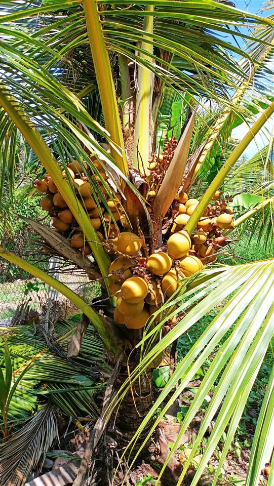 Bán 2000m2 đất thổ cư mặt tiền đường nhựa, gần cầu rạch miễu 2 vừa mới thông xe.