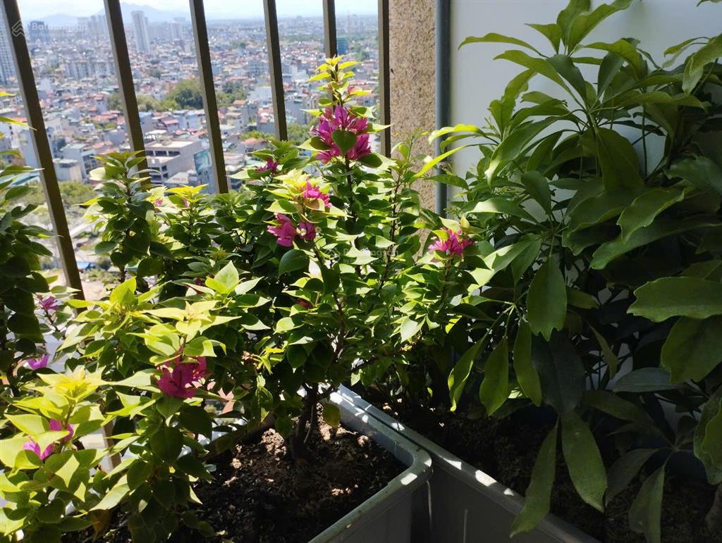 Bán căn view hồ tây tòa e1 dorado vip hồ tây căn 1pn+1đn. 55m2 giá chuẩn 7,5 tỷ.  0911,717,886
