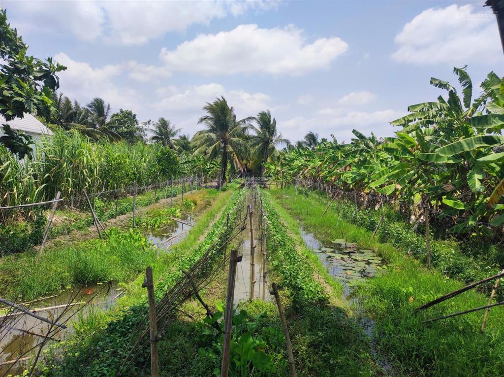 Bán đất tại nguyễn văn quy, 11 tỷ, 1580 m2, giá tốt, p. hưng phú, tp cần thơ