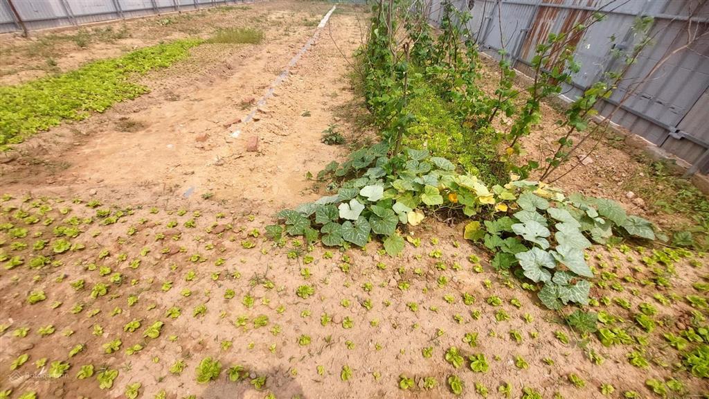 Nhà 65m2 + đất 1500m2, ninh xá, 5 tr/th