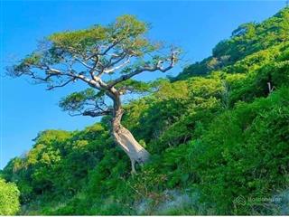 Cần bán gấp đất thổ cư đảo nam du, view biển