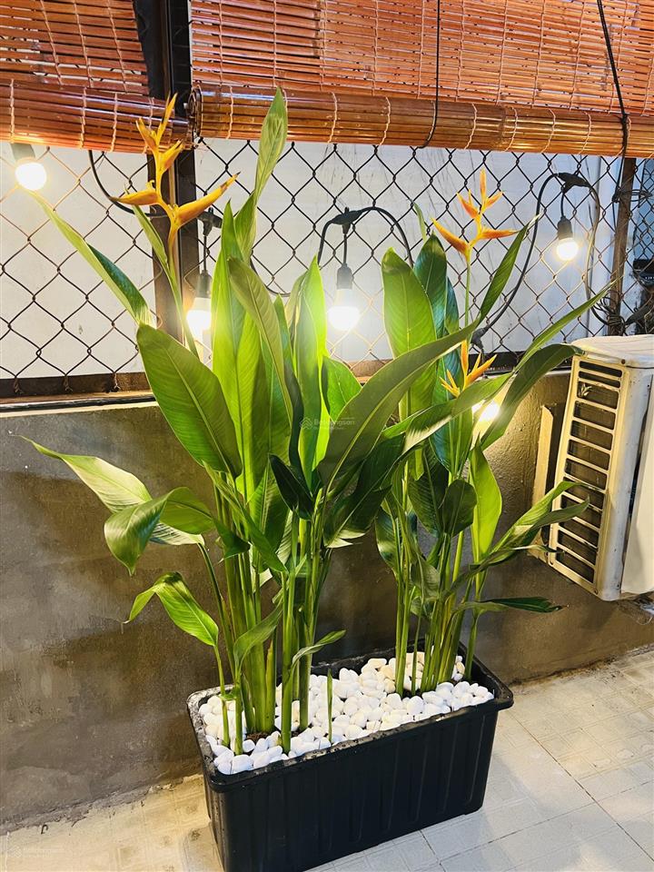 Ký túc xá cổng đh văn lang 1tr95