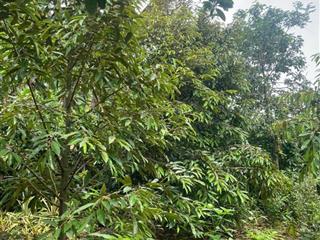 Bán nhà vườn hàng gòn long khánh sổ riêng thổ cư 676m2 có 200m2 thổ cư