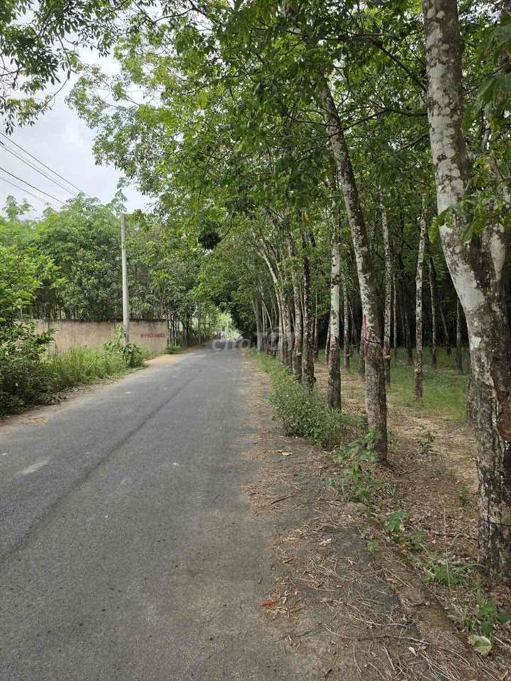 đất nền chánh phú hoà