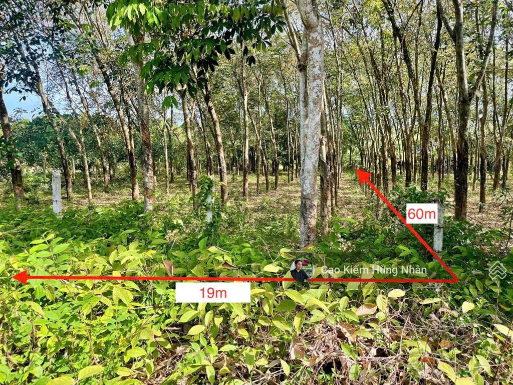 Đất bán đường võ thị bàng xã phú mỹ hưng 19x60 1149m2 có ont. giá bán 4 tỷ 500tr có thương lượng